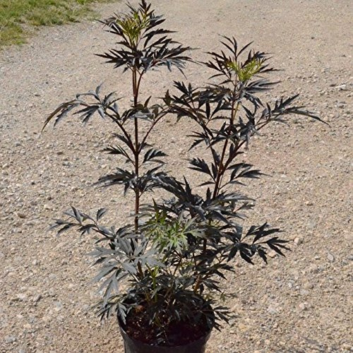 Grüner Garten Shop Black Lace ® rotblättriger geschlitztblättriger Holunder Pflanze, ca. 40-60 cm, im 5 Liter Topf