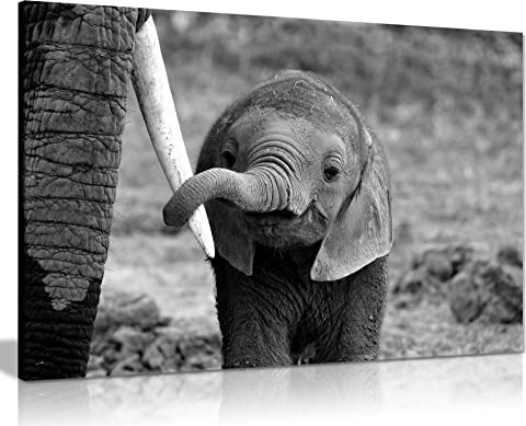 Panther Print Fine Art Prints Black & White Baby Elephant holding Mother's Tusk Close Up Artistic Framed Canvas Print, Pictures for Home Walls, Bedroom, Living Room & Bathroom Decor 76x51cm (30x20in)