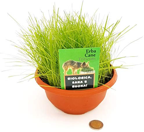 POWERS TO FLOWERS - ERBA CANE BIOLOGICA, pronta per l'uso, pianta vera