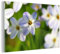 MuchoWow Glasbild Glasfoto Wandbild Bilder Deko 150x100 cm Blumen - Garten - Lila