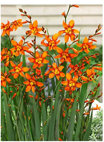 10x Crocosmia Emily McKenzie Summer Flowering Bulbs Spring Planting Easy to Grow Montbretia Hardy Garden Perenial Flowers
