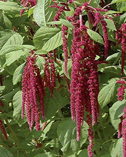 Fuchsschwanz Amaranthus Samen
