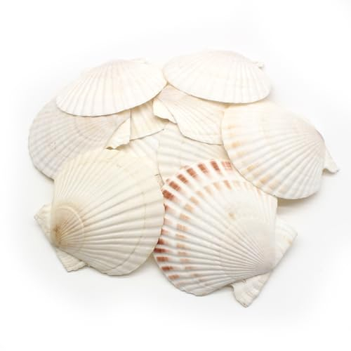 JDBlissful 20er große weiße Jakobsmuscheln, Jakobsmuscheln für Handwerk 6-8 cm, Shell Shell große Jakobsmuschel natürliche Muschel Jakobsmuschel für Ostern Dekoration DIY Handwerk Hochzeit (20)