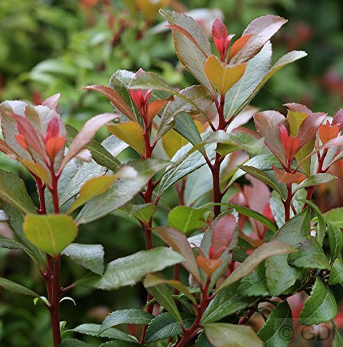 Pieris japonica 'Little Heath Green' 20-25 cm – Immergrün, Winterhart, Pflegeleicht – Schattenglöckchen – Zierstrauch für Garten & Kübel