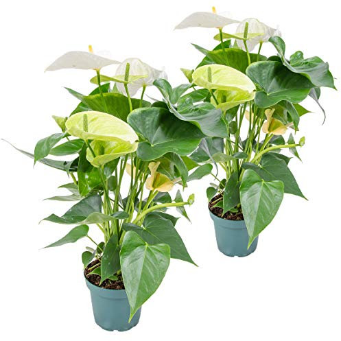 Bloomique - 2er Set - Anthurium Andreanum - Weiß - Flamingoblume - Blühende Zimmerpflanzen - Pflegeleicht - Höhe 30-40 cm - Topf 12 cm