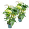 Bloomique - 2er Set - Anthurium Andreanum - Weiß - Flamingoblume - Blühende Zimmerpflanzen - Pflegeleicht - Höhe 30-40 cm - Topf 12 cm