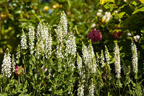 Salvia nemorosa 'Schneehügel' ca. 9x9 cm Topf - Steppen-Salbei, weiße Blüten, Blütezeit Juni-September, ideal für Rabatten, bienenfreundlich, pflegeleicht