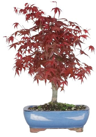 KENTIS - Bonsaï Érable Rouge Japonais Original - Acer Palmatum Deshojo du Japon - Naturelles Plantes d'Extérieur - Plante Fait au Japon - H 25-35 cm Pot Ø 21 cm