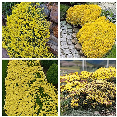 10000+ Stück Gelb Kriechender Thymian Samen für Pflanzung Sandthymian - Heirloom Thymian Pflanze Bodendecker leicht zu pflanzen - offen bestäubt
