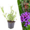 Plants by Frank | 6 Eisenkraut Pflanzen | Verbena bonariensis | Bodendecker winterhart mehrjährig | Pflanzen für Garten | Stauden winterhart mehrjährig | Gartenpflanzen