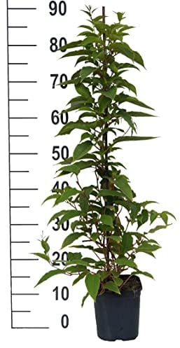 Großrüchtige Bayern-Kiwi `Red Jumbo´, Actinidia arguta, 60-100cm im Topf
