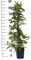 Großrüchtige Bayern-Kiwi `Red Jumbo´, Actinidia arguta, 60-100cm im Topf