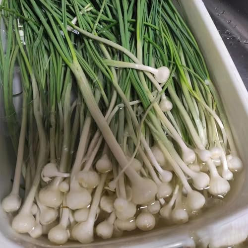 350 piezas Semillas de ajo silvestre perenne resistente - Allium ursinum - cama de hierbas para las semillas de plantas de cocina plantar ajo silvestre semillas de plantas, regalos