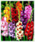 Gladiolenzwiebeln,Viele Blumen,Gladiolen Winterhart Mehrjährig,Winterharte MehrjäHrige Pflanzen,Zwiebelpflanzen,Gladiolen,Pflanzen FüR Alle Jahreszeiten-15zwiebeln-M