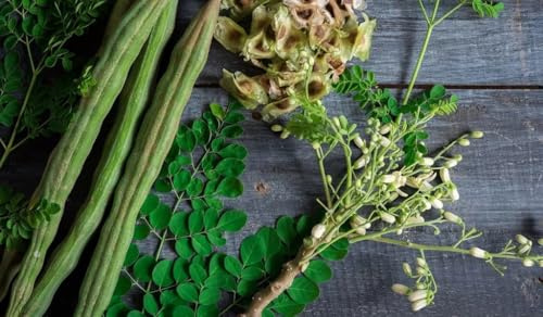 KONKAN MORINGA 5+ Samen - Moringa concanensis - schnell wachsende Baum E 359