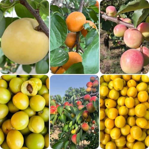 50 piezas Semillas de albaricoque, albaricoquero, semillas de frutas plantas de interior purificadoras de aire Compra un albaricoquero Las plantas perennes son plantas perennes resistentes.