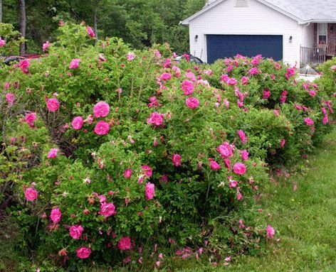 Ponak New Fresh 50 Stück Rote Rugosa Rose Blumensamen