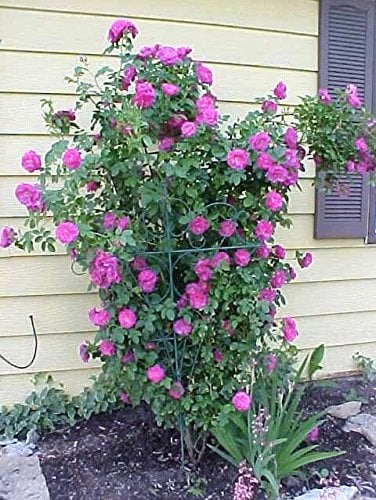 Rosenblüten-Samen, Kletterrose, Violett, 5 Stück