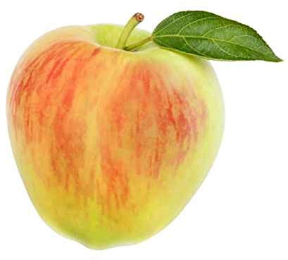 Malus Domestica 'Benoni' 100-120 cm – Früher Apfelbaum für den Garten, aromatische Äpfel, robust & pflegeleicht, ideal für Obstliebhaber