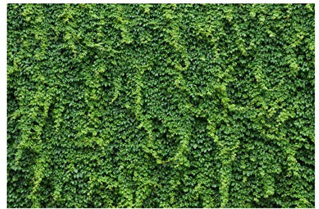 Vliestapete Premium - Efeu - Fototapete Breit 255 x 384cm