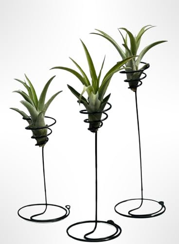 Set de 3 Espirales Decorativas con Tillandsia Capitata Peach – Soporte Metálico + Plantas Aéreas Naturales – Decoración Moderna y Minimalista