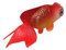 WYXlink Schöne Gummi weiche kleine gefälschte Fisch Plastik Fisch Goldfisch Aquarium Landschaftsbau Aquarium Dekoration (D)