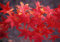 Acero rosso giapponese Acero palmatum Momiji pianta in vaso h 150/200 cm Vivaio di Castelletto