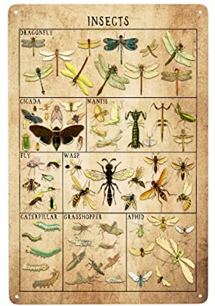 Alziva Bugs Insects Retro Metal Tin Sign Bug Lovers - Bug Insect Science Classroom Chart Aluminum Metal Sign Poster- Vintage Art Sign for Home Office Room Farmhouse Wall Decor Poster Gift 8x12 Inch