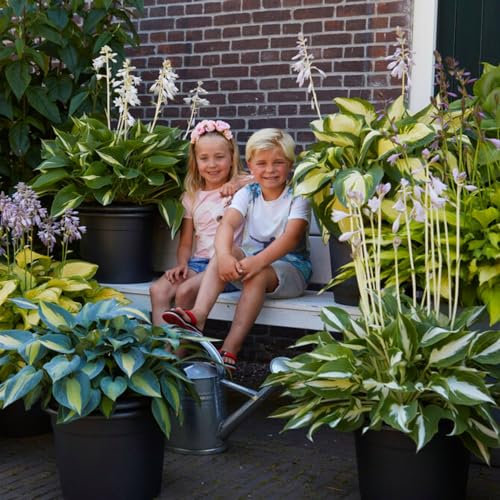 Hosta perenne da giardino in ombra Collezione, mix di Hosta di 10 ibridi in 10 varietà, grandi piante di Funkia Perenni a radice nuda provenienti dall'Olanda