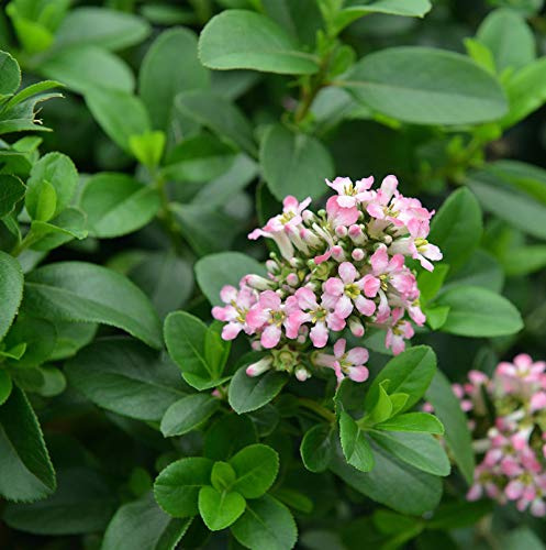 Andenstrauch Pink Elle 40-60cm - Escallonia - lebende Gartenpflanze aus den Baumschulen