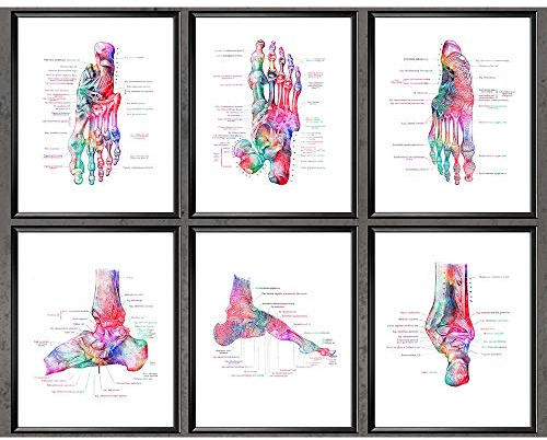 YRZYT Fußknochen Anatomie Poster Podologie Bilder Medizinische Leinwand Bilder Medizin WandBilder Aquarell Leinwandbilde Arzt Geschenk Klinik Büro Wanddeko 30x40cmx6 Ungerahmt