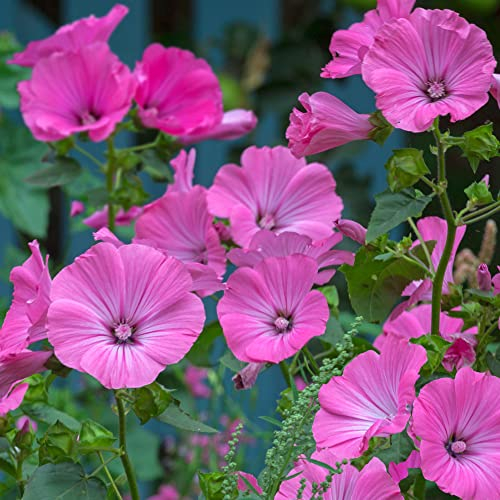 Lavatera Princess Pink | Deciduous Perennial Upright Outdoor Garden Plant 9cm Pot | Pink Flowering Shrub | Garden Ready Plant for Containers and Borders (15-30cm Incl. Pot)