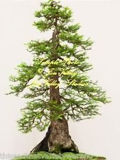 Ponak New Fresh 10pcs Semillas de árbol de secuoya verde