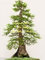 Ponak New Fresh 10pcs Semillas de árbol de secuoya verde