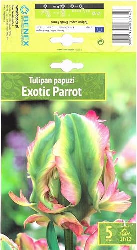 AGRONOM | TULPEN - EXOTIC PARROT | Mehrjährige Blumenzwiebeln | Grün/Rosa Blumen | Werden in Blumengärten, in blühenden Rasenflächen gepflanzt | Die herrlich Blüten | Tulpenzwiebeln | 5 Blumenzwiebel