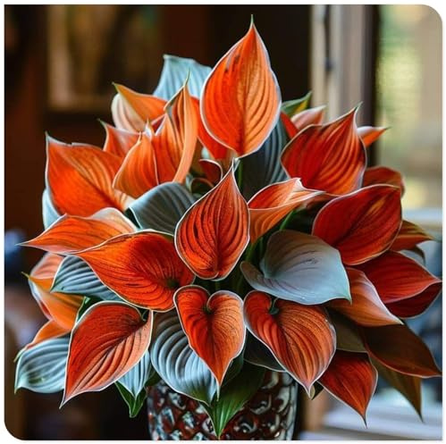 Winterhart pflanzen, Lebende Pflanzen,Mysteriöse magische Glühbirne, Blumenzwiebel Mix, Luftreinigung, Mehrjährige winterhart-4 Pflanzen Funken Hosta Rhizom
