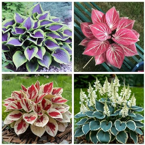 Winterharte Hosta - Funkien Rhizome für Garten Dekoration & Balkon Dekoration, Hosta Wurzel Zum Kaufen-6Hosta knolle-B