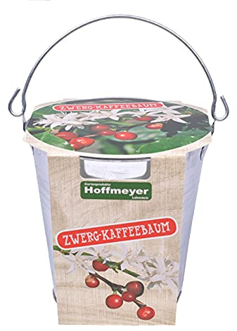 Zwerg-Kaffeebaum im Mini-Zinkeimer, Pflanzset mit kleinem, dekorativem Zinkeimer als Pflanztopf, Kultursubstrat und Saatgut