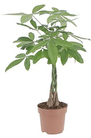 KENTIS - Pachira Acquatica - Pianta Portafortuna - Piante da Interni Vere - H 50-60 cm Vaso Ø 17 cm