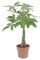 KENTIS - Pachira Acquatica - Pianta Portafortuna - Piante da Interni Vere - H 50-60 cm Vaso Ø 17 cm