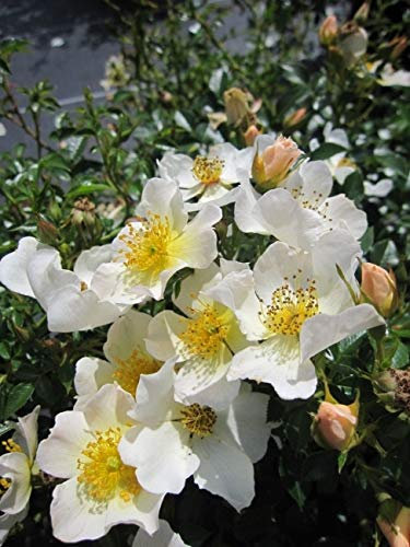 Zwergrose Sonnenröschen® - Rosa Sonnenröschen® - Lillyputs® - ADR-Rose - Kordes Rose