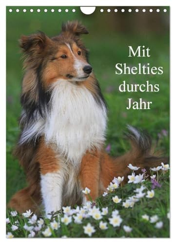 Mit Shelties durchs Jahr (Wandkalender 2026 DIN A4 hoch), CALVENDO Monatskalender: Shetland Sheepdogs in der Natur und im Fotostudio (CALVENDO Tiere)