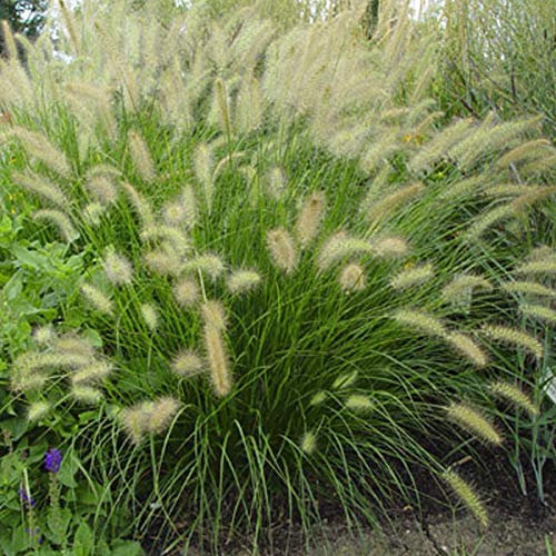 6er-Set Niedriges Lampenputzergras - Pennisetum Alopecuroides: Eleganter Schwung im 9x9cm Topf.