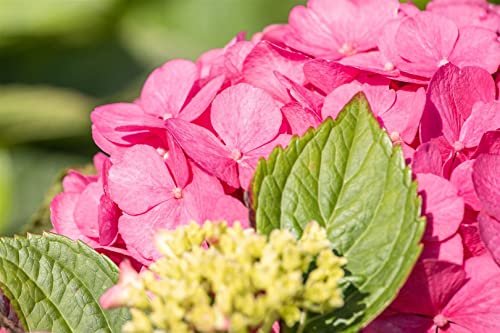 Hydrangea macrophylla 'Bouquet Rose' 30-40 cm - Bauernhortensie, rosa Blüten, Blütezeit Juni-September, ideal für Kübel und Beete, pflegeleicht und winterhart