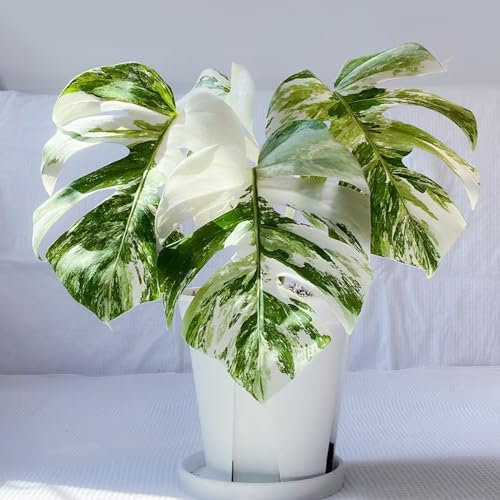 semillas de monstera - flores de jardín - plantas raras - semillas plantas para los amantes la jardinería interior interior resistentes para el jardín jardín jardín planta 200pcs