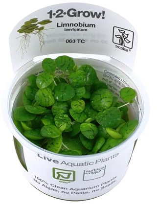 Tropica Limnobium laevigatum 1-2-GROW! (amazon frogbit) Reduces algae growth in aquariums
