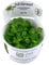 Tropica Limnobium laevigatum 1-2-GROW! (amazon frogbit) Reduces algae growth in aquariums