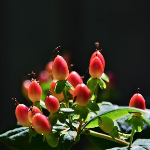 150 Pcs Johanniskraut Samen Mehrjährig, Hypericum Samen, Winterharte Pflanzen Für Balkon, Winterharte Pflanzen Für Garten, Hypericum Perforatum, Gartendeko Für Draußen, Balkonpflanzen