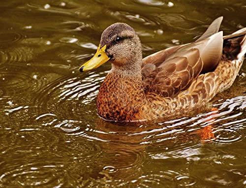 hansepuzzle 36257 - Ente Puzzle 1000 Teile - Tierwelt-Puzzle mit hochwertiger Aufbewahrung: Kartonbox und wiederverschließbarem Beutel - Format 60 × 46 cm