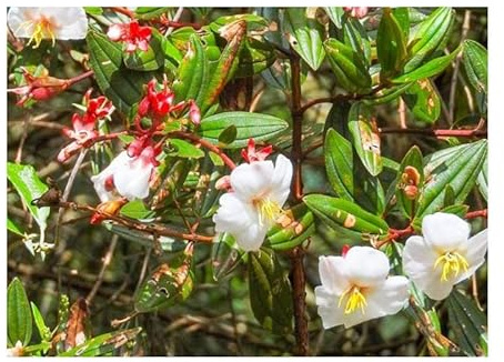 Stk - 10x Tibouchina lepidota Alba Weisser Veilchenbaum Garten Pflanzen - Samen ID1611 - Seeds & Plants Shop by Ipsa